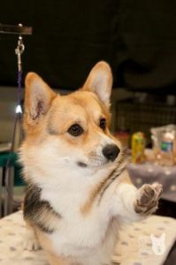 pedicure pup